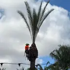 עבודה של שמעון, גנן (1)