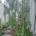 עבודה של אילן, גנן (6)