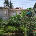עבודה של רועי, גוזם עצים (1)