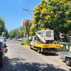 עבודה של דימה, גוזם עצים (21)