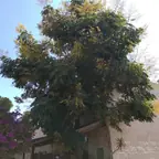 עבודה של רועי, גוזם עצים (5)