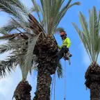 עבודה של דוד, גוזם עצים (3)