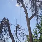 עבודה של דוד, גוזם עצים (4)