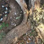 עבודה של דימה, גוזם עצים (10)