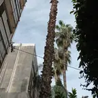 עבודה של אלי, גוזם עצים (7)