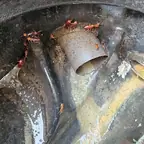 עבודה של דקל, מדביר (2)