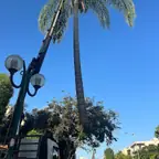 עבודה של מתן, גוזם עצים (1)