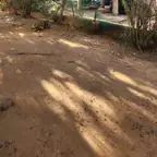 עבודה של דימה, גוזם עצים (13)