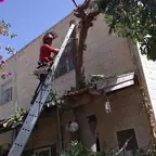 עבודה של רועי, גוזם עצים (4)