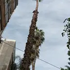 עבודה של אלי, גוזם עצים (8)