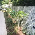 עבודה של נדב, גנן (23)