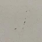 עבודה של איתי, מדביר (1)