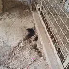 עבודה של תומר, מדביר (4)