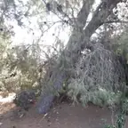 עבודה של זאק, גוזם עצים (4)