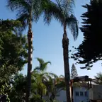 עבודה של אלי, גוזם עצים (6)