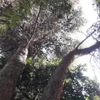 עבודה של זאק, גוזם עצים (5)