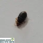 עבודה של דני, מדביר (2)