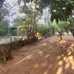 עבודה של דימה, גוזם עצים (11)