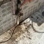 עבודה של מיקי, אינסטלטור (1)