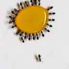עבודה של דן, מדביר (1)