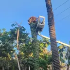 עבודה של דימה, גוזם עצים (5)