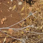 עבודה של ינון, מדביר (2)
