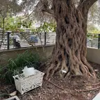 עבודה של מודי, גנן (20)