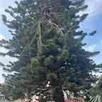 עבודה של אלי, גוזם עצים (3)