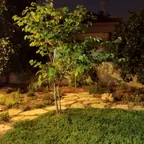 עבודה של נדב, גנן (9)