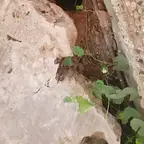 עבודה של תומר, מדביר (5)