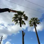 עבודה של עידן, גוזם עצים (2)