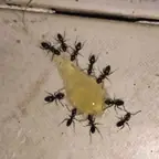 עבודה של לירן, מדביר (2)