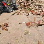 עבודה של דימה, גוזם עצים (6)