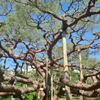 עבודה של זאק, גוזם עצים (1)