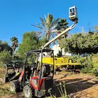 עבודה של דימה, גוזם עצים (24)