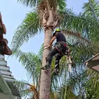 עבודה של שמעון, גנן (9)