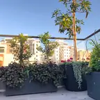 עבודה של דניאל, גנן (12)