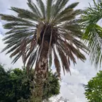 עבודה של אלי, גוזם עצים (20)