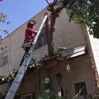 עבודה של רועי, גוזם עצים (15)