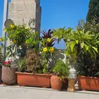 עבודה של ערן, גנן (21)