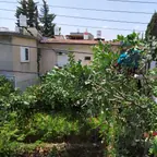 עבודה של רועי, גוזם עצים (7)