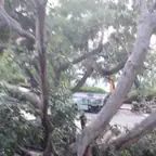 עבודה של אלי, גוזם עצים (23)