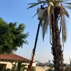עבודה של אלי, גוזם עצים (19)