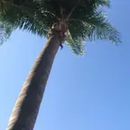עבודה של אלי, גוזם עצים (22)