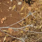 עבודה של ינון, מדביר (3)
