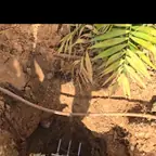 עבודה של תומר, חברת ביובית (6)