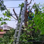 עבודה של רועי, גוזם עצים (10)