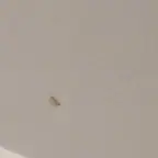 עבודה של דור, מדביר (3)