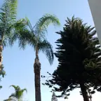 עבודה של אלי, גוזם עצים (16)