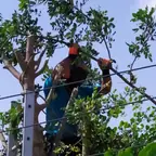 עבודה של רועי, גוזם עצים (12)